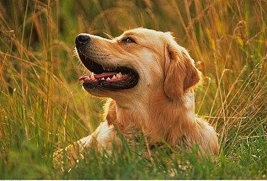 风起江南荡敌寇 刀剑动作游戏《听风者也》现已发售